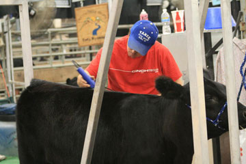 Clipping Show Heifer