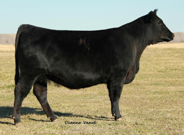 Inderland Supreme Heifer