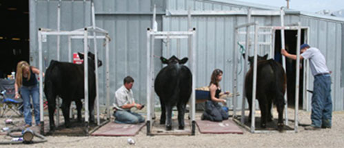 Fitting Show Cattle