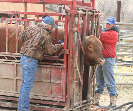 Clipping Bull