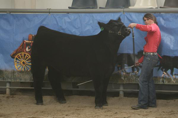 Showing a Steer